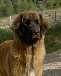 Tara-taÏna du clos des Tzars de Montagne