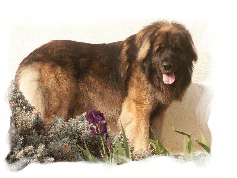 Sisqo du clos des Tzars de Montagne