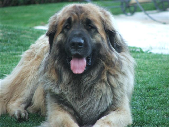 Tao tamino tara du clos des Tzars de Montagne