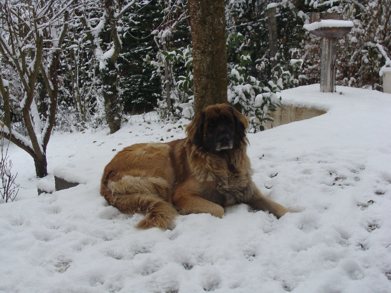 Tchaïana-tara du clos des Tzars de Montagne